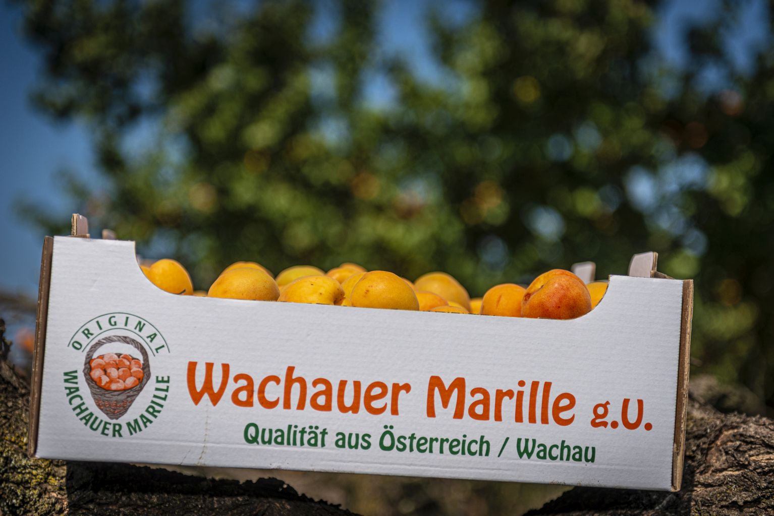 Wachauer Marille